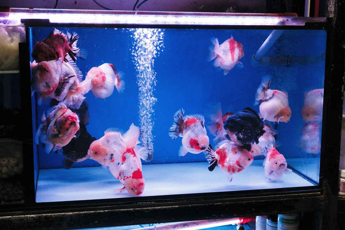 How to Build a Simple Canister Filter Maintenance Routine for a Home Aquarium