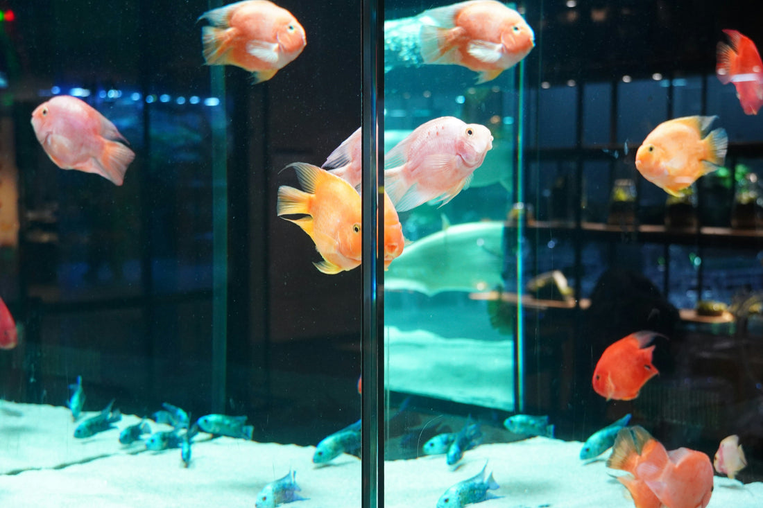 When Should You Use Activated Carbon in an Aquarium Filter?