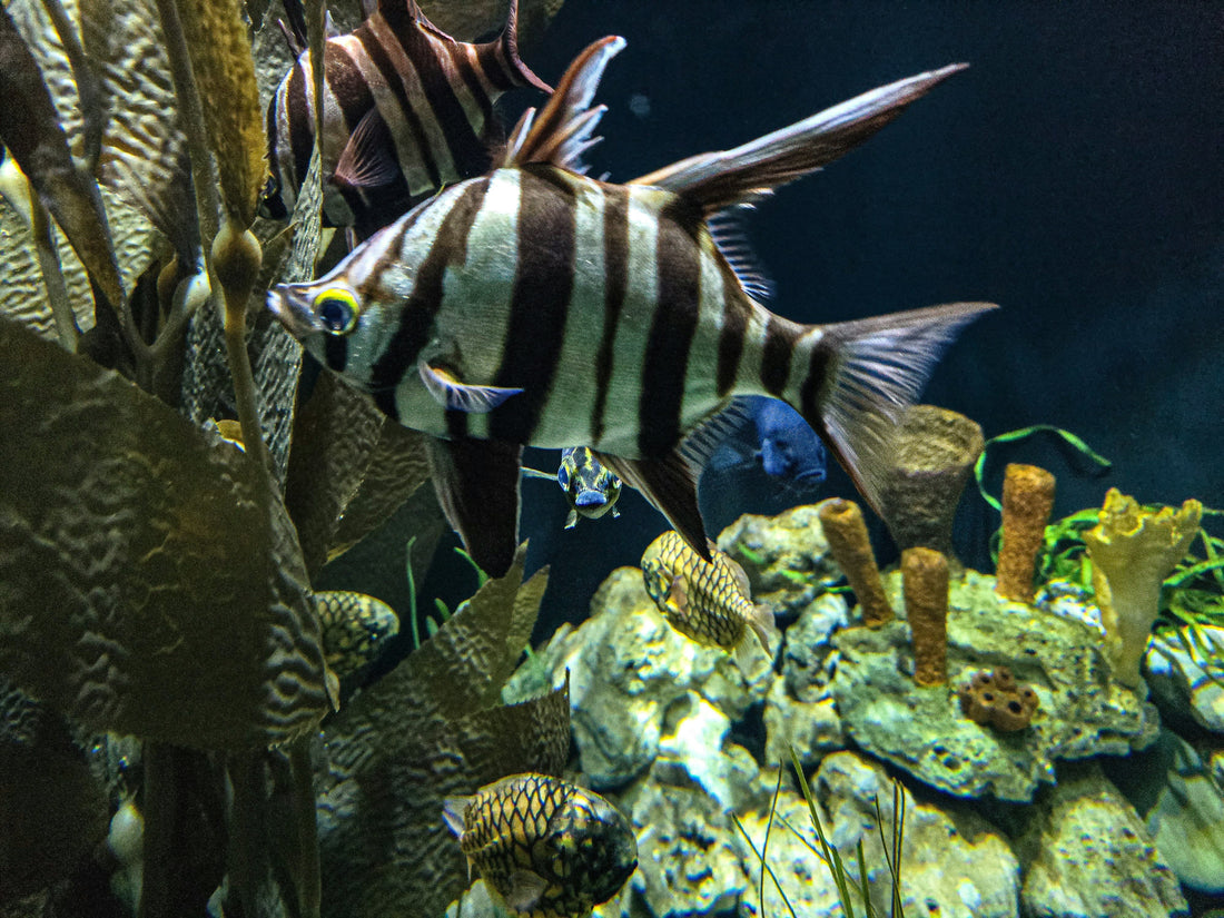 What Are Bio Balls Used for in Aquarium and Pond Filtration?
