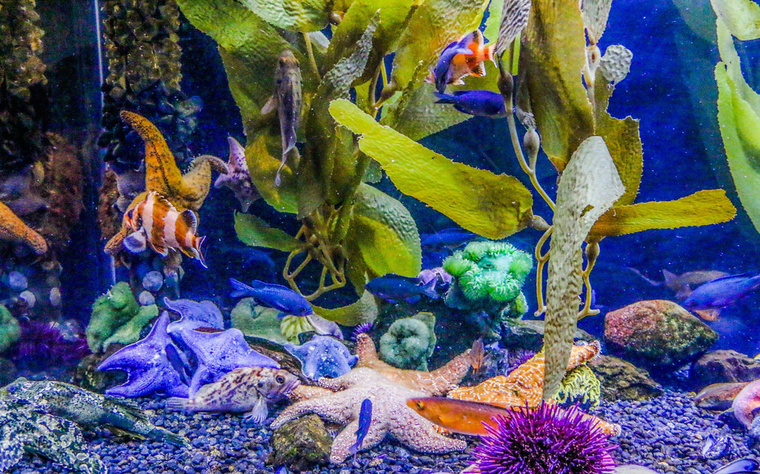 Why a Full Aquarium Filter Media Kit Can Simplify Canister Filter Care
