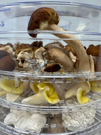 350 Watt Mushroom Dehydrator with Adjustable Temperature Control and Extra Tall Trays