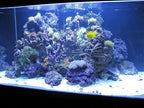 Kolar Labs Crystal Cal Activated Carbon – 3.5 Gallon, Activated Charcoal for Aquariums and Fish Tanks