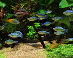 Seachem Matrix High Capacity Biofilter - Marine and Freshwater Tidal Filtration,White